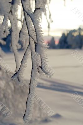 rime crystals