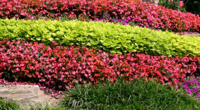 Rows of Plants