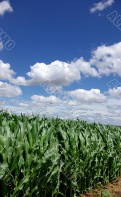 green maize green maize