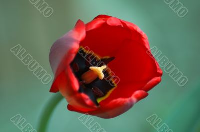 red tulip detail red tulip detail
