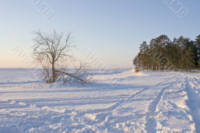 frozen coast