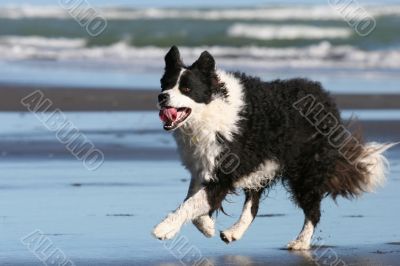 Border Collie