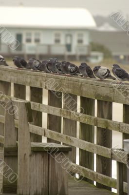 Pigeons lined up on a railing