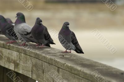 a line of Pigeons on a railing