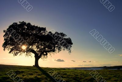 Oak tree by a lake