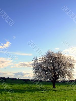 Almond tree Almond tree