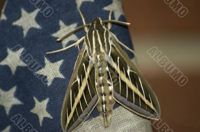 Patriotic Moth
