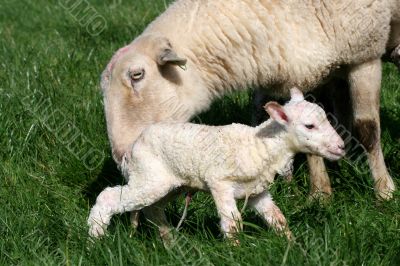 Ewe and Newborn Lamb