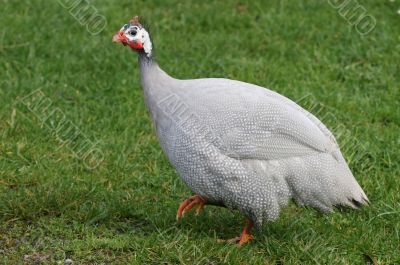 African Guinea Fowl