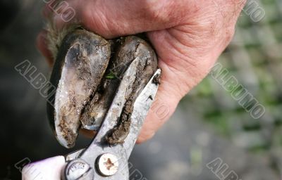 Trimming a Sheep Hoof