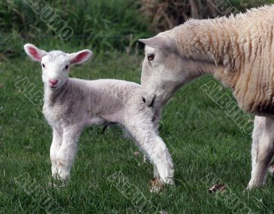 Lamb with Ewe