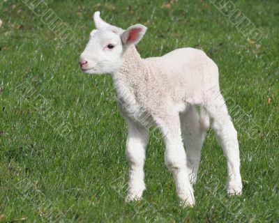 Lamb Standing