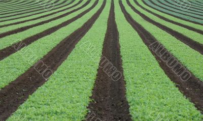 Rows of young vegetables