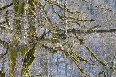 branches covered with moss