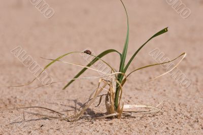 grass , sand and ladybug