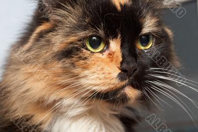 Sad cat Sad cat