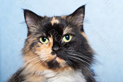 Cat portrait Cat portrait