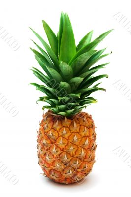 ripe pineapple