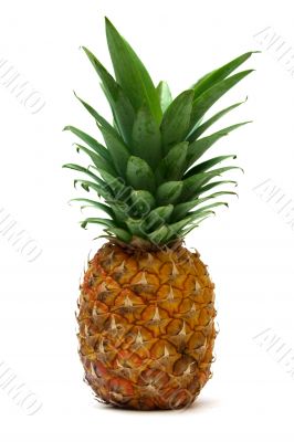 pineapple 5