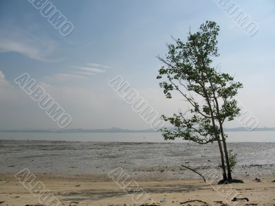 Lone Tree at the Beach