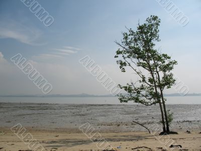 Lone Tree at the Beach Lone Tree at the Beach