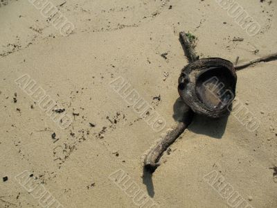 Lone coconut abandoned on the beach