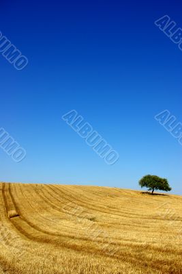 Plain of the Alentejo