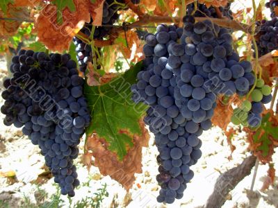 Grapes of the Alentejo region