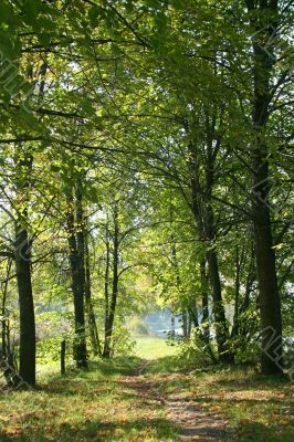 Autumn forest