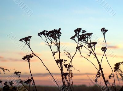 Sunset in field