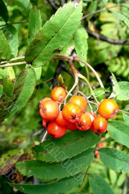 Rowan berry