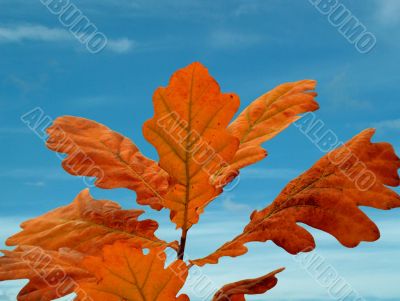 Oak leafs and sky