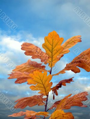 Oak fall leaves and sky