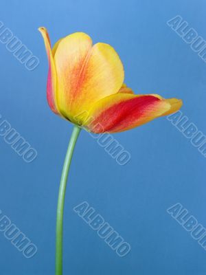 Orange tulip on blue