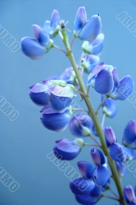 Blue flower