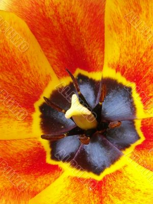 Orange tulip