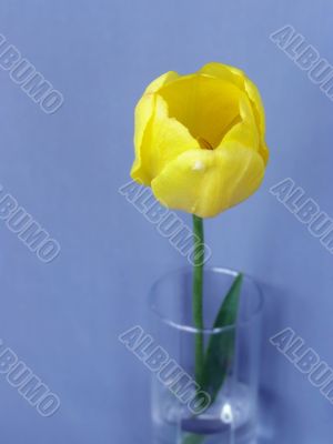 Yellow tulip in glass