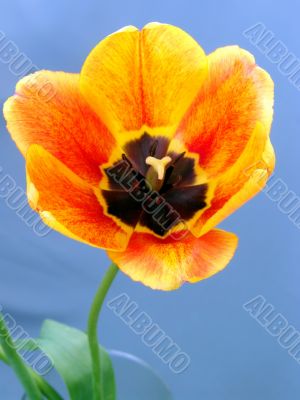Orange tulip