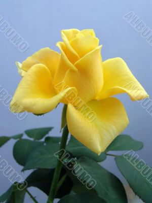 Yellow rose