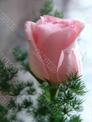 Fine rose
