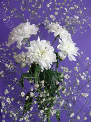 White flowers Chrysanthemum