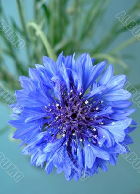 Flower Cornflower