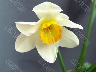 Flower  Narcissus