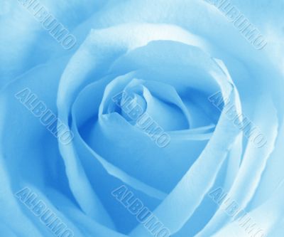 Blue rose