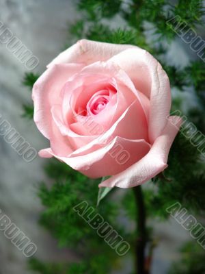 Pink rose