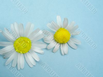 Flowers Ox-eye daisy