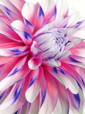 Multicolored Dahlia.