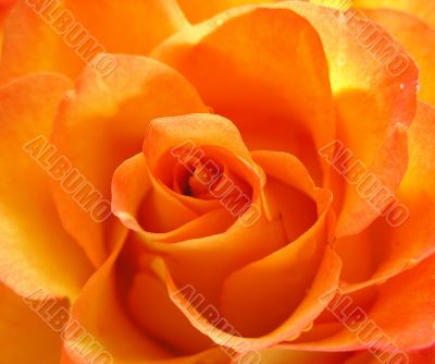 Orange rose