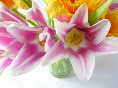 Rosy tulips Rosy tulips