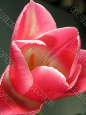 Rosy tulip